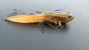 A tadpole in transition, already half-frog.